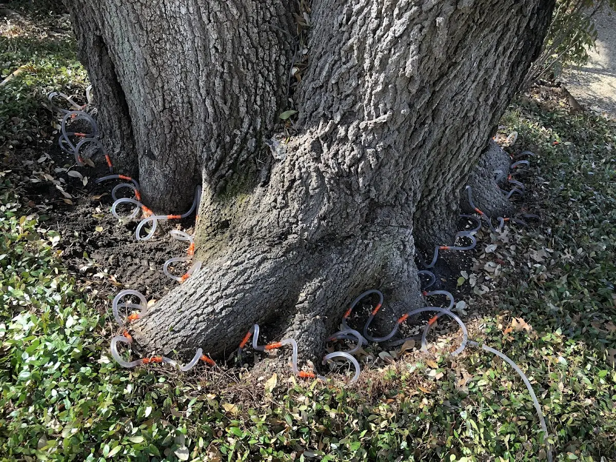 Detailed Tree Cabling and Bracing job site in North Palm Beach