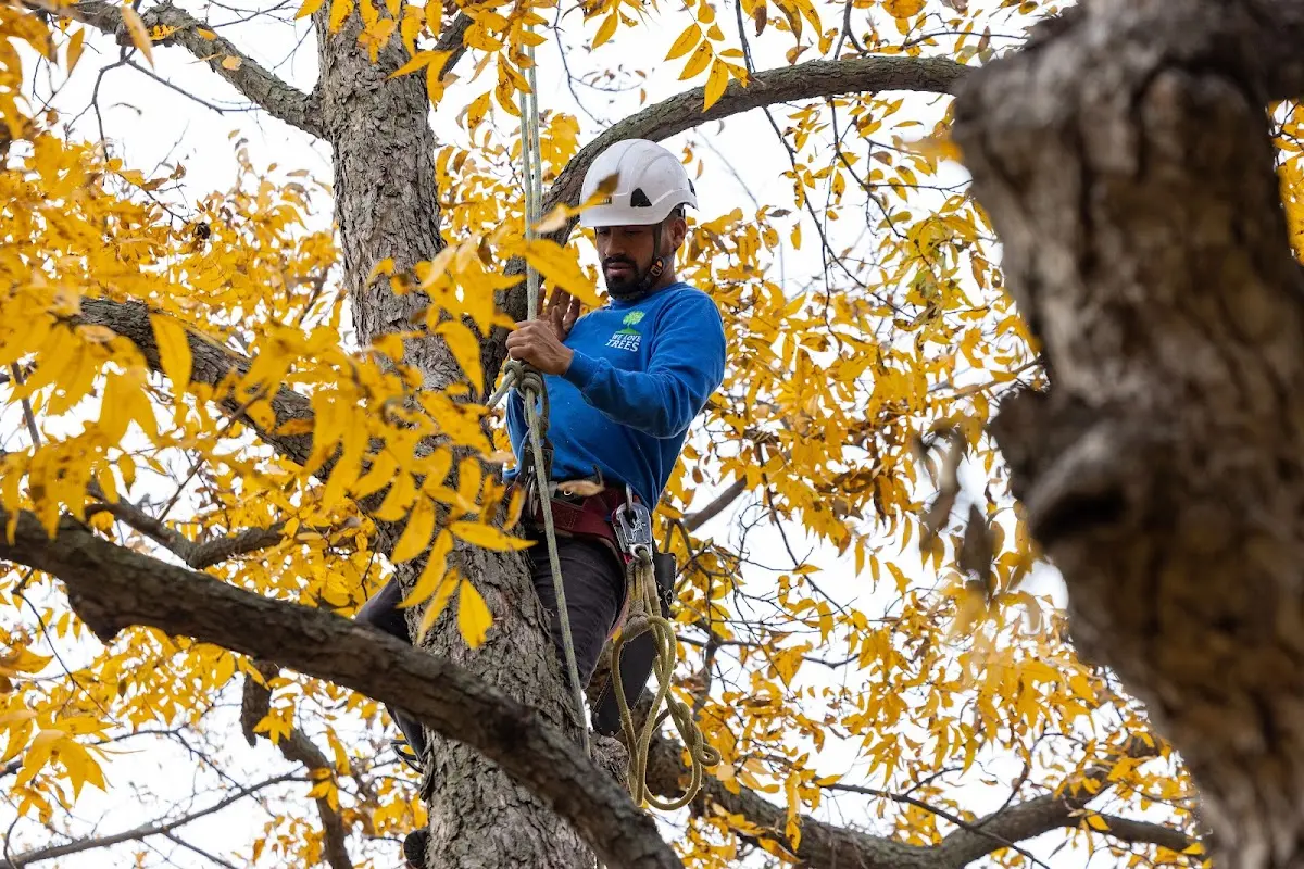 Skilled Tree Pruning crew working in North Palm Beach